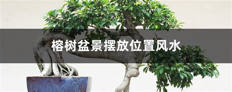 榕树盆栽风水|榕树盆景风水详解 (摆放位置、作用、风水禁忌)